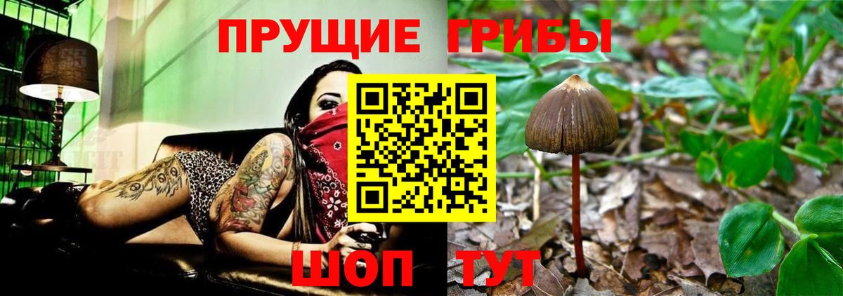 Галлюциногенные грибы Psilocybine cubensis  Галлюциногенные грибы Psilocybine cubensis  Каменка  Вход с VPN 